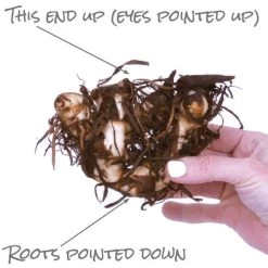 Canna Tropical Sunrise Canna Lily Bulbs 9 Canna Tropical Sunrise Canna Lily Bulbs -Botanical Bliss 29284 PK 5 3