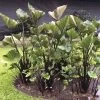 Colocasia Tea Cup Elephant Ear Bulb -Botanical Bliss 29285
