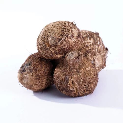 Colocasia Tea Cup Elephant Ear Bulb 4 Colocasia Tea Cup Elephant Ear Bulb - Image 2