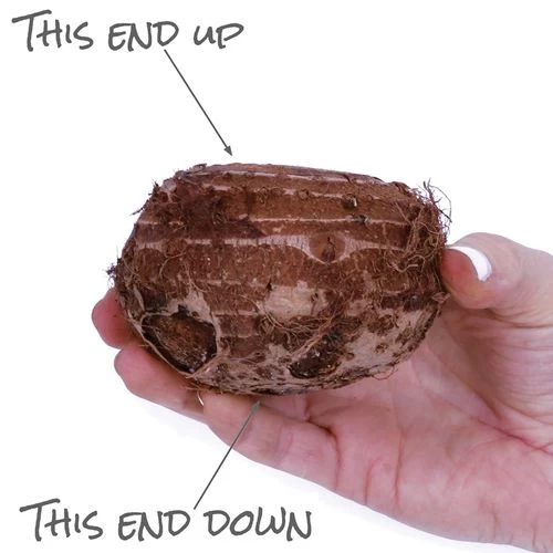 Colocasia Tea Cup Elephant Ear Bulb 5 Colocasia Tea Cup Elephant Ear Bulb - Image 3