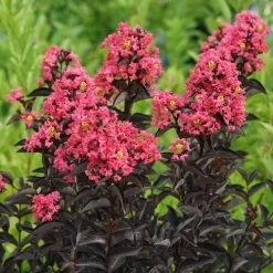 Lagerstroemia Center StageĀ® Coral Crapemyrtle
