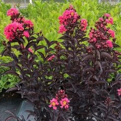 Lagerstroemia Center Stage® Coral Crapemyrtle -Botanical Bliss 29292 2