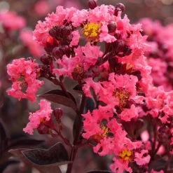 Lagerstroemia Center Stage® Coral Crapemyrtle -Botanical Bliss 29292 3