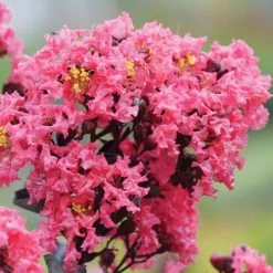Lagerstroemia Center Stage® Coral Crapemyrtle -Botanical Bliss 29292 4