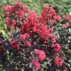 Lagerstroemia Center Stage® Pink Crapemyrtle -Botanical Bliss 29293
