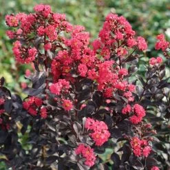 Lagerstroemia Center StageĀ® Pink Crapemyrtle
