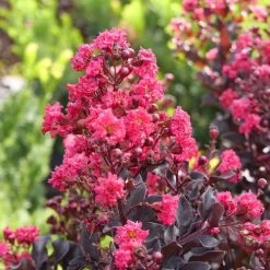 Lagerstroemia Center Stage® Pink Crapemyrtle -Botanical Bliss 29293 2