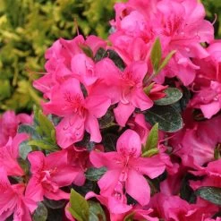 Rhododendron Perfecto Mundo® Double Dark Pink Azalea