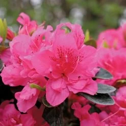 Rhododendron Perfecto Mundo® Double Dark Pink Azalea -Botanical Bliss 29294 3