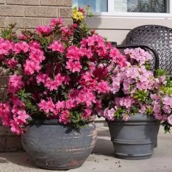 Rhododendron Perfecto Mundo® Double Dark Pink Azalea -Botanical Bliss 29294 4