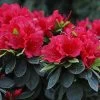 Rhododendron Perfecto Mundo® Red Azalea -Botanical Bliss 29295