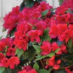 Rhododendron Perfecto Mundo® Red Azalea -Botanical Bliss 29295 2