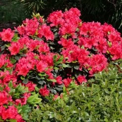 Rhododendron Perfecto Mundo® Red Azalea -Botanical Bliss 29295 3