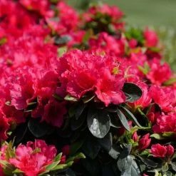 Rhododendron Perfecto Mundo® Red Azalea -Botanical Bliss 29295 4