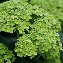 Hydrangea Invincibelle Sublime™ Smooth Hydrangea