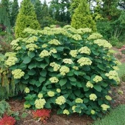 Hydrangea Invincibelle Sublime™ Smooth Hydrangea -Botanical Bliss 29298 3
