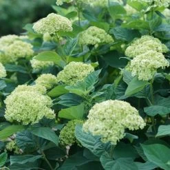 Hydrangea Invincibelle Sublime™ Smooth Hydrangea -Botanical Bliss 29298 4