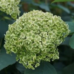 Hydrangea Invincibelle Sublime™ Smooth Hydrangea -Botanical Bliss 29298 5