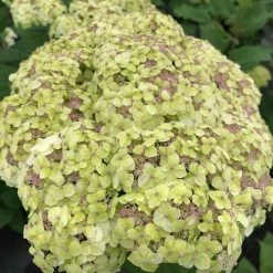 Hydrangea Invincibelle Sublime™ Smooth Hydrangea -Botanical Bliss 29298 6