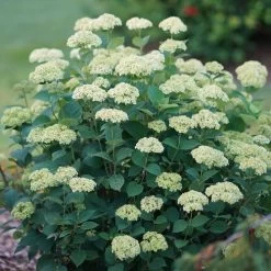 Hydrangea Invincibelle Sublime™ Smooth Hydrangea -Botanical Bliss 29298 7