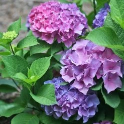 Hydrangea Let's Dance® Blue Jangles® Bigleaf Hydrangea -Botanical Bliss 29300 1