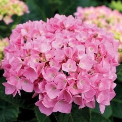 Hydrangea Let's Dance® Blue Jangles® Bigleaf Hydrangea -Botanical Bliss 29300 2