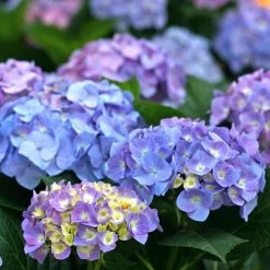 Hydrangea Let's Dance® Blue Jangles® Bigleaf Hydrangea -Botanical Bliss 29300 3