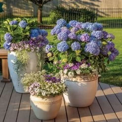 Hydrangea Let's Dance® Blue Jangles® Bigleaf Hydrangea -Botanical Bliss 29300 4
