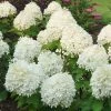 Hydrangea Puffer Fish® Panicle Hydrangea -Botanical Bliss 29301