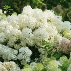 Hydrangea Puffer Fish® Panicle Hydrangea -Botanical Bliss 29301 1