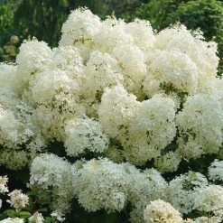 Hydrangea Puffer Fish® Panicle Hydrangea -Botanical Bliss 29301 2