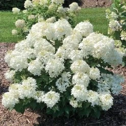 Hydrangea Puffer Fish® Panicle Hydrangea -Botanical Bliss 29301 3