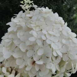 Hydrangea Puffer Fish® Panicle Hydrangea -Botanical Bliss 29301 4