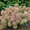 Hydrangea Tiny Quick Fire® Panicle Hydrangea 1 Hydrangea Tiny Quick Fire® Panicle Hydrangea -Botanical Bliss 29302