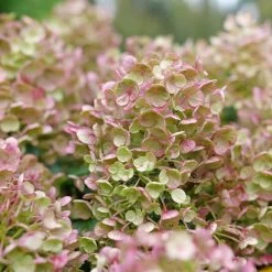 Hydrangea Tiny Quick Fire® Panicle Hydrangea -Botanical Bliss 29302 2