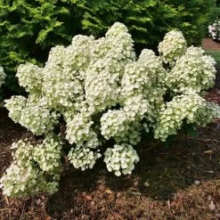 Hydrangea Tiny Quick Fire® Panicle Hydrangea -Botanical Bliss 29302 3