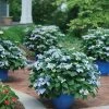 Hydrangea Tuff Stuff Ah-Ha® Mountain Hydrangea -Botanical Bliss 29303