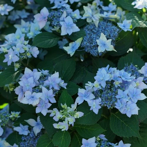 Hydrangea Tuff Stuff Ah-Ha® Mountain Hydrangea 4 Hydrangea Tuff Stuff Ah-Ha® Mountain Hydrangea - Image 2