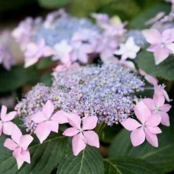 Hydrangea Tuff Stuff Ah-Ha® Mountain Hydrangea 10 Hydrangea Tuff Stuff Ah-Ha® Mountain Hydrangea -Botanical Bliss 29303 2