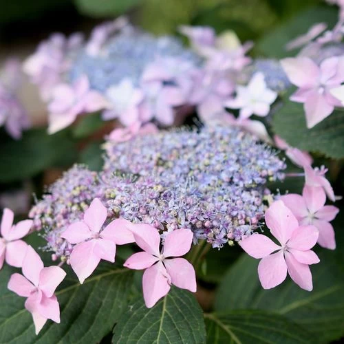 Hydrangea Tuff Stuff Ah-Ha® Mountain Hydrangea 5 Hydrangea Tuff Stuff Ah-Ha® Mountain Hydrangea - Image 3