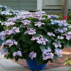 Hydrangea Tuff Stuff Ah-Ha® Mountain Hydrangea 11 Hydrangea Tuff Stuff Ah-Ha® Mountain Hydrangea -Botanical Bliss 29303 3