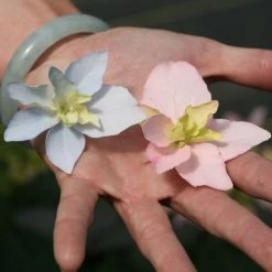 Hydrangea Tuff Stuff Ah-Ha® Mountain Hydrangea 12 Hydrangea Tuff Stuff Ah-Ha® Mountain Hydrangea -Botanical Bliss 29303 4