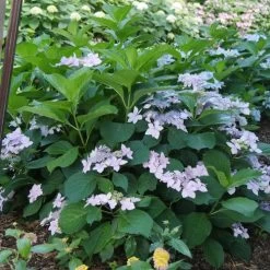 Hydrangea Tuff Stuff Ah-Ha® Mountain Hydrangea 13 Hydrangea Tuff Stuff Ah-Ha® Mountain Hydrangea -Botanical Bliss 29303 5