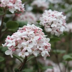 Viburnum Spice Girl® Snowball Bush