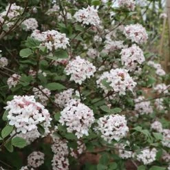 Viburnum Spice Girl® Snowball Bush -Botanical Bliss 29309 2