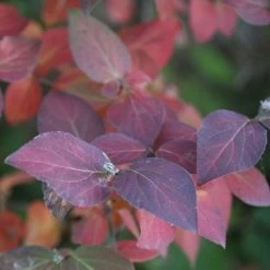 Viburnum Spice Girl® Snowball Bush -Botanical Bliss 29309 3