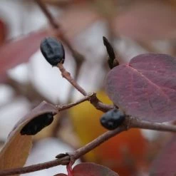 Viburnum Spice Girl® Snowball Bush -Botanical Bliss 29309 4
