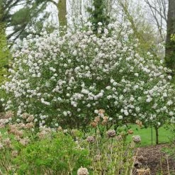 Viburnum Spice Girl® Snowball Bush -Botanical Bliss 29309 5