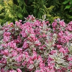 Weigela My Monet Purple Effect®