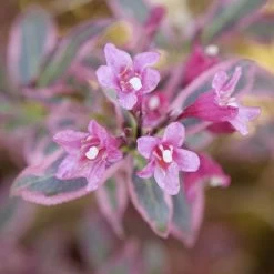 Weigela My Monet Purple Effect® -Botanical Bliss 29312 2